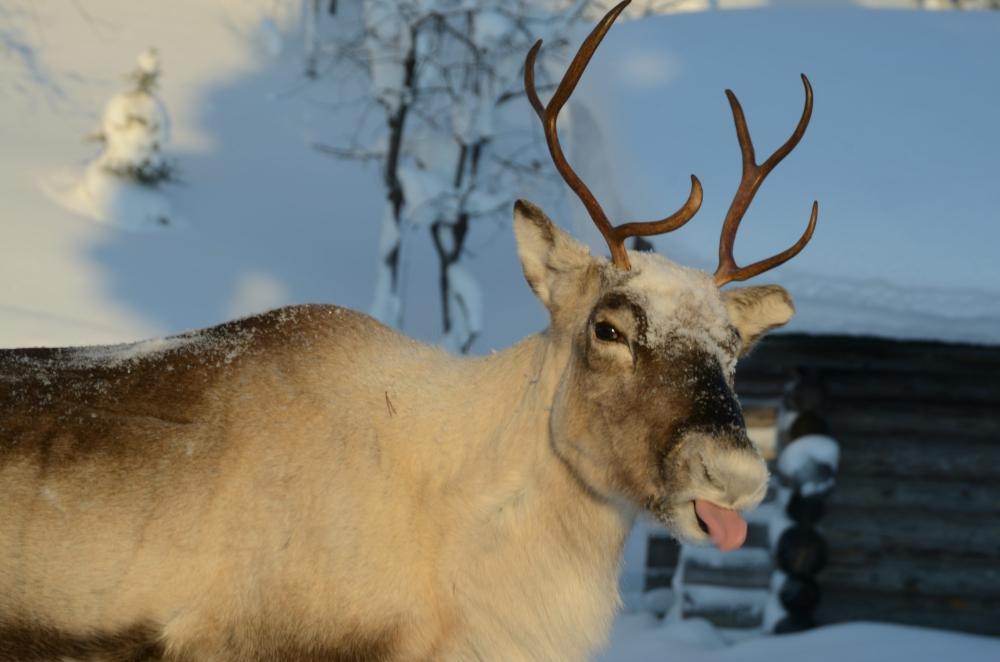 Effektiv træning: Opdag hemmelighederne bag Tunturi